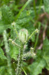 Texas bullnettle